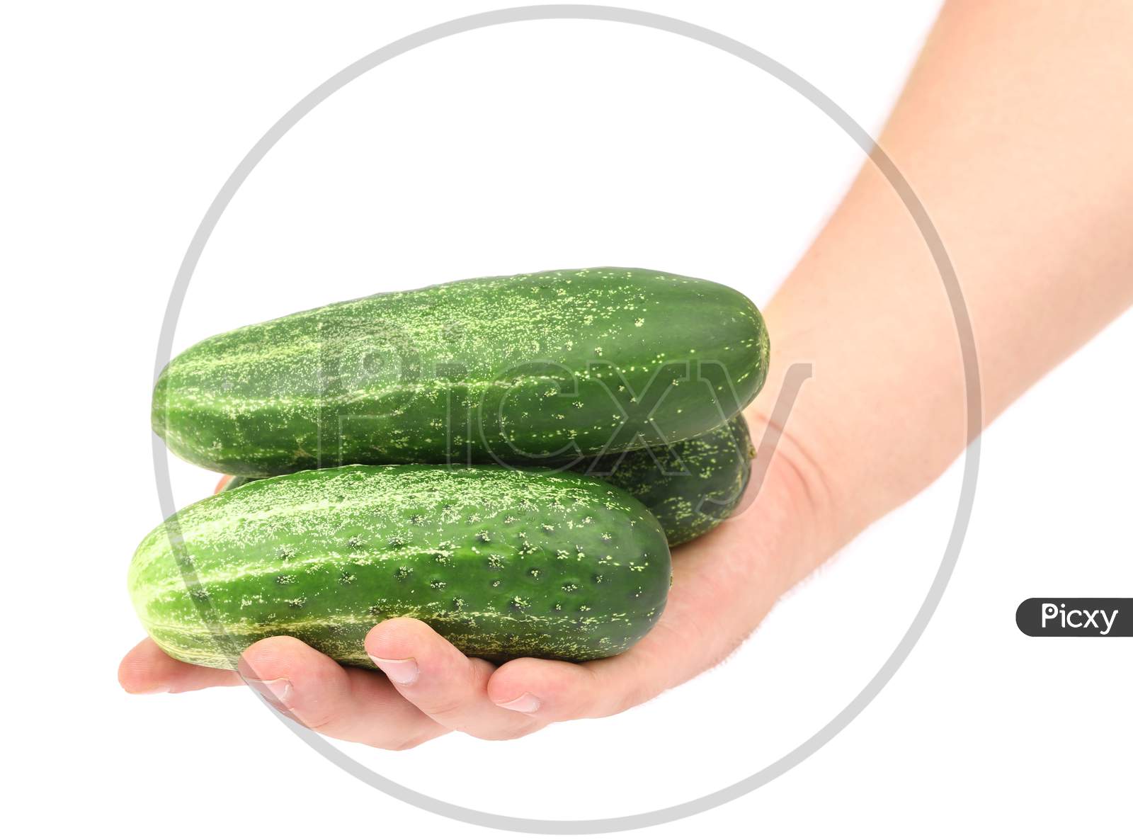 Hand Holds Fresh Cucumbers. Isolated On A White Background