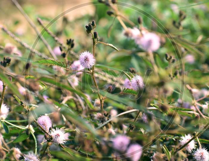 Small Pink Flowers Commonly Found In Bush