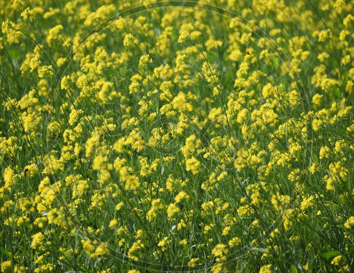 Mustard Field With Yellow And Green Colour In A Windy Day