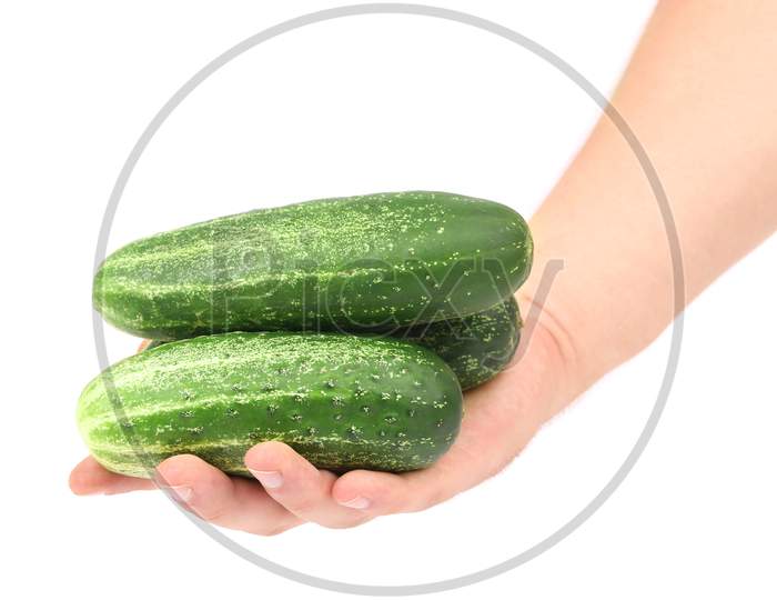 Hand Holds Fresh Cucumbers. Isolated On A White Background