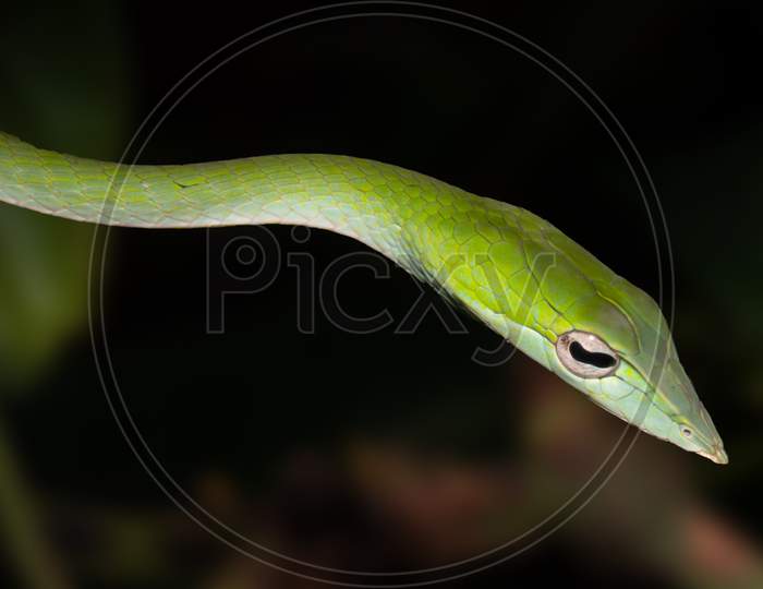 Green Vine Snake With Black Background