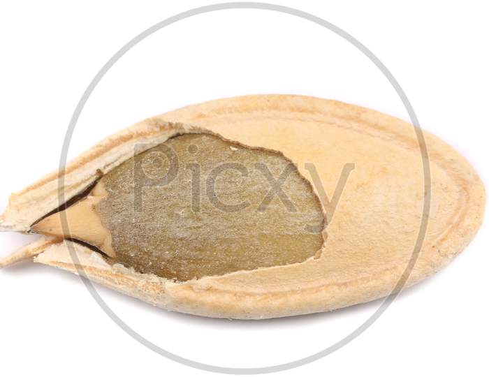 Pumpkin Seed Close Up. Isolated On A White Background