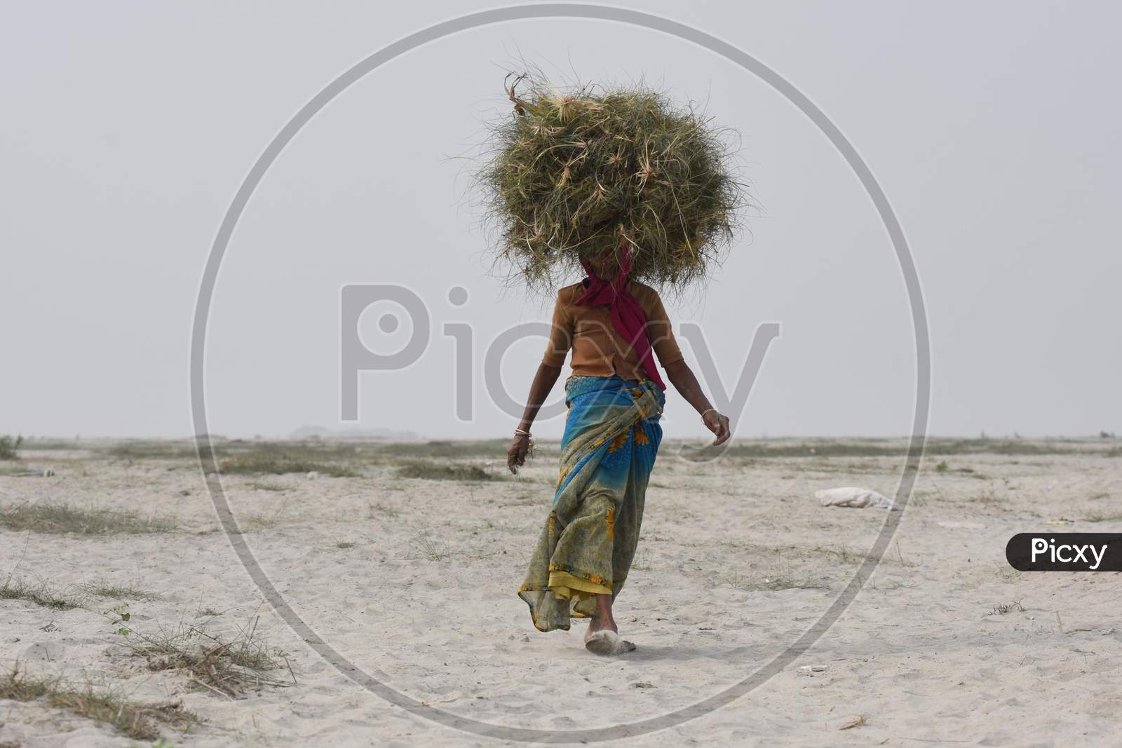 A Woman carries grass to feed his cattle, on the banks of the river Brahmaputra in Guwahati