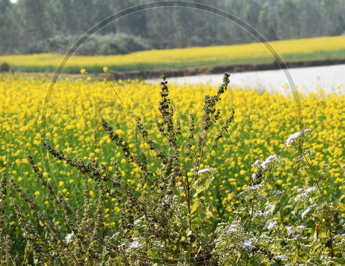 Unwanted Plant Grows In Front Of A Mustard Field