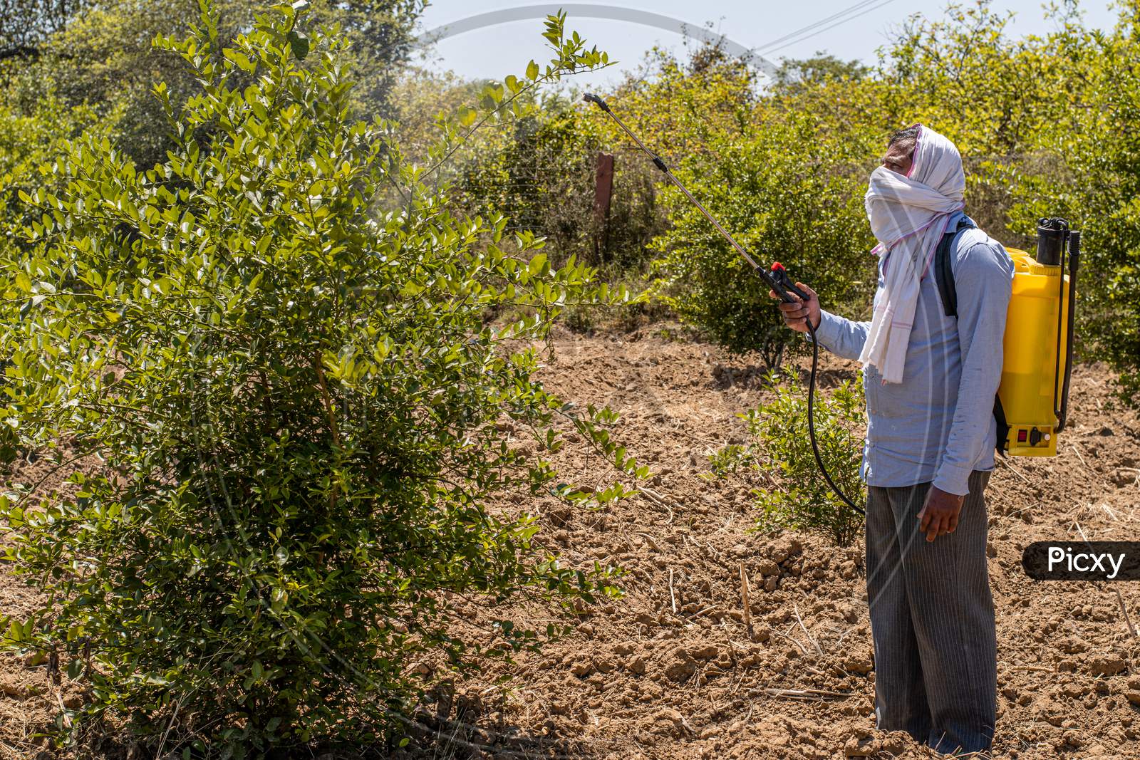 A farmer spraying pesticides using sprayer machine on the lemon trees