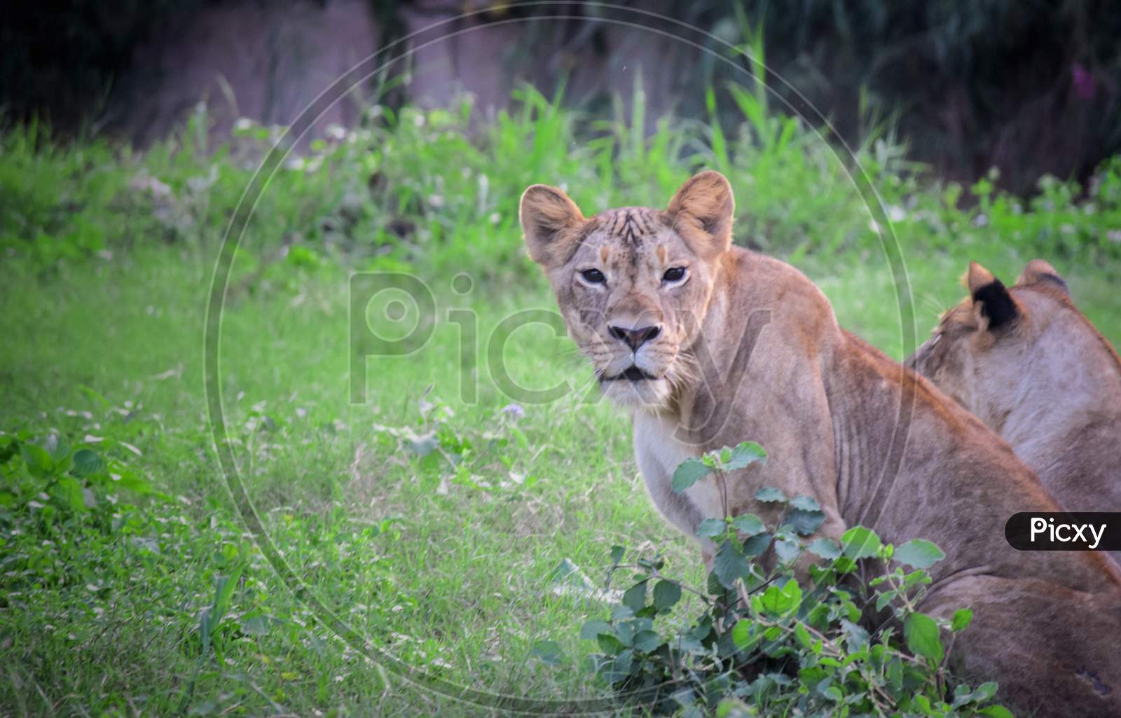 Indian lion in a forest