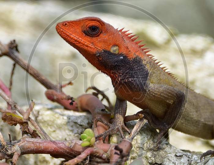 An oriental garden lizard  in Assam