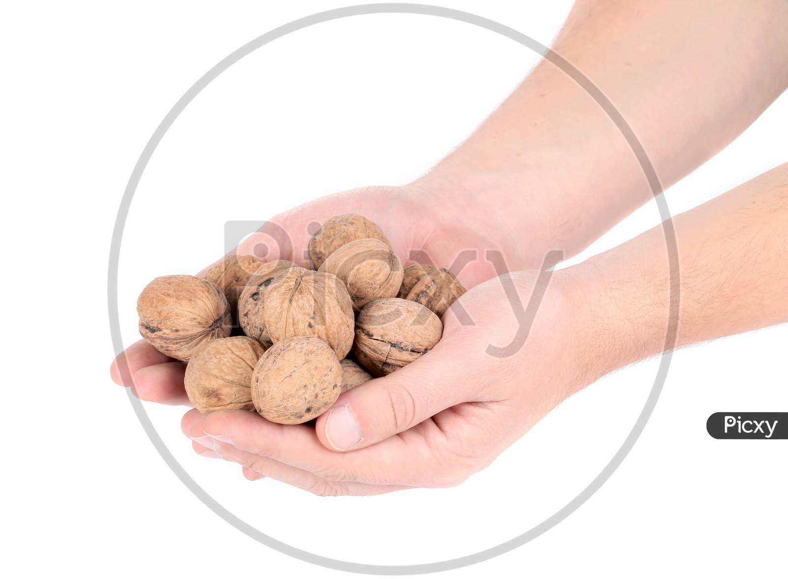 Bunch Of Walnuts In Hands. Isolated On A White Background.