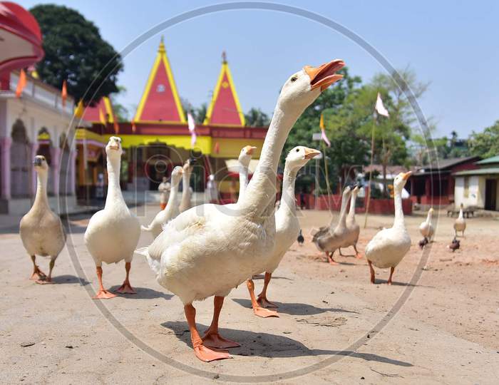 A Flock Of Geese Seen At A Temple During Nationwide Lockdown, As A Preventive Measure Against The Covid-19 Coronavirus, In Nagaon District Of Assam On April 03,2020.
