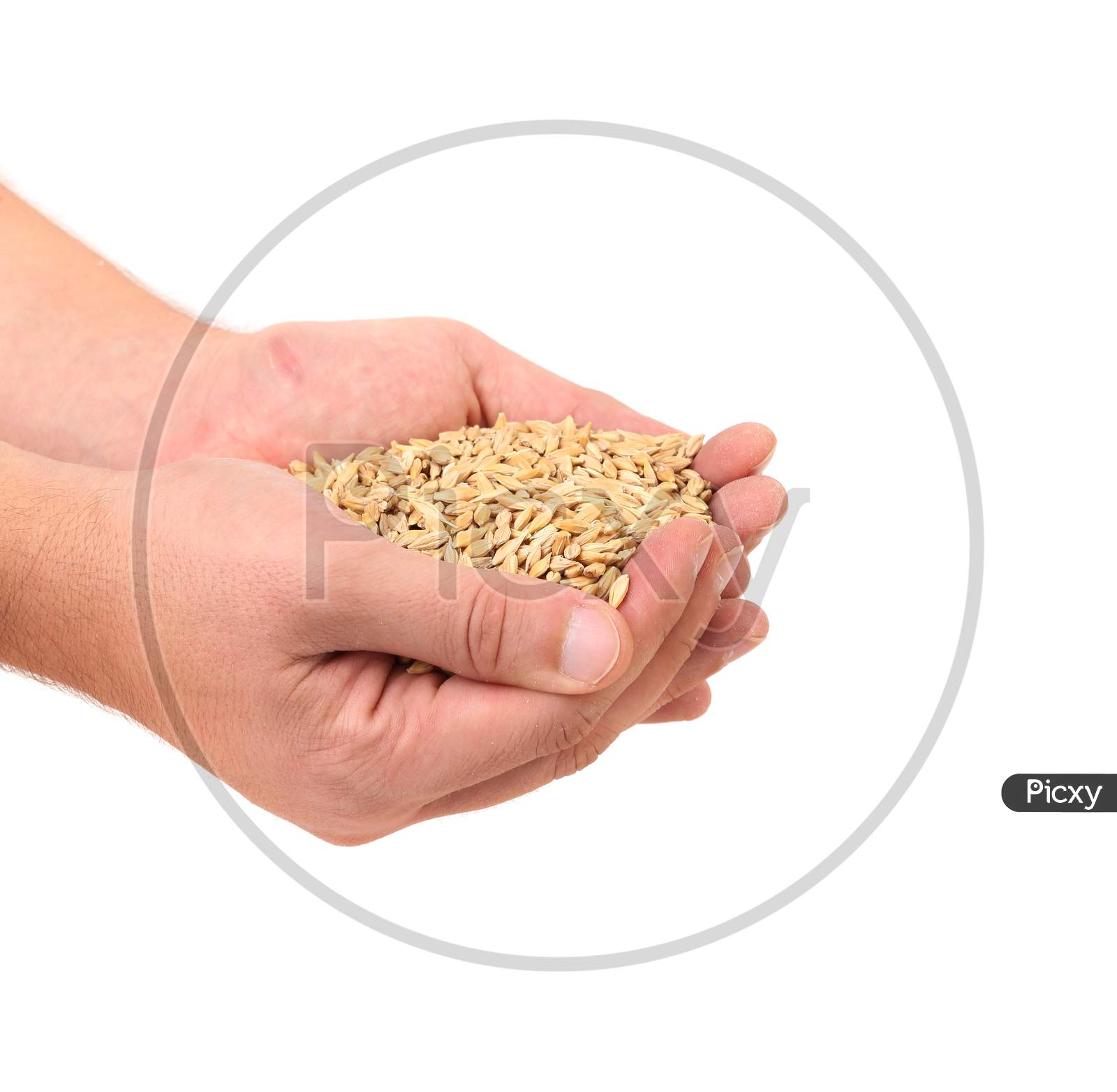 Handful Of Wheat Grain. Isolated On A White Background.