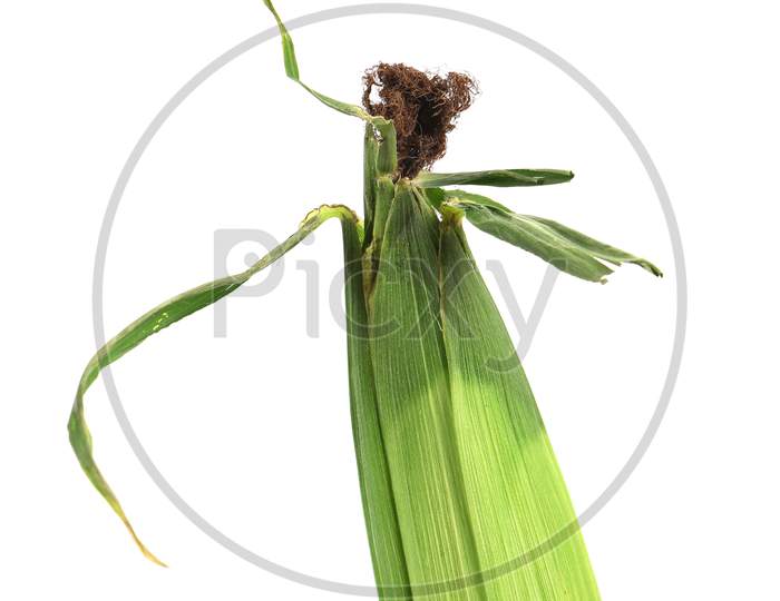 Fresh Green Corn Ear. Isolated On A White Background.