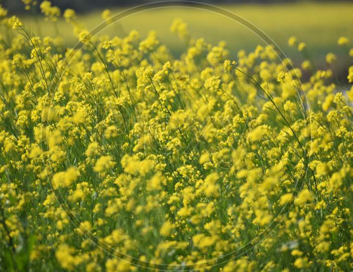 Closeup Of A Mustard Field In A Windy Morning