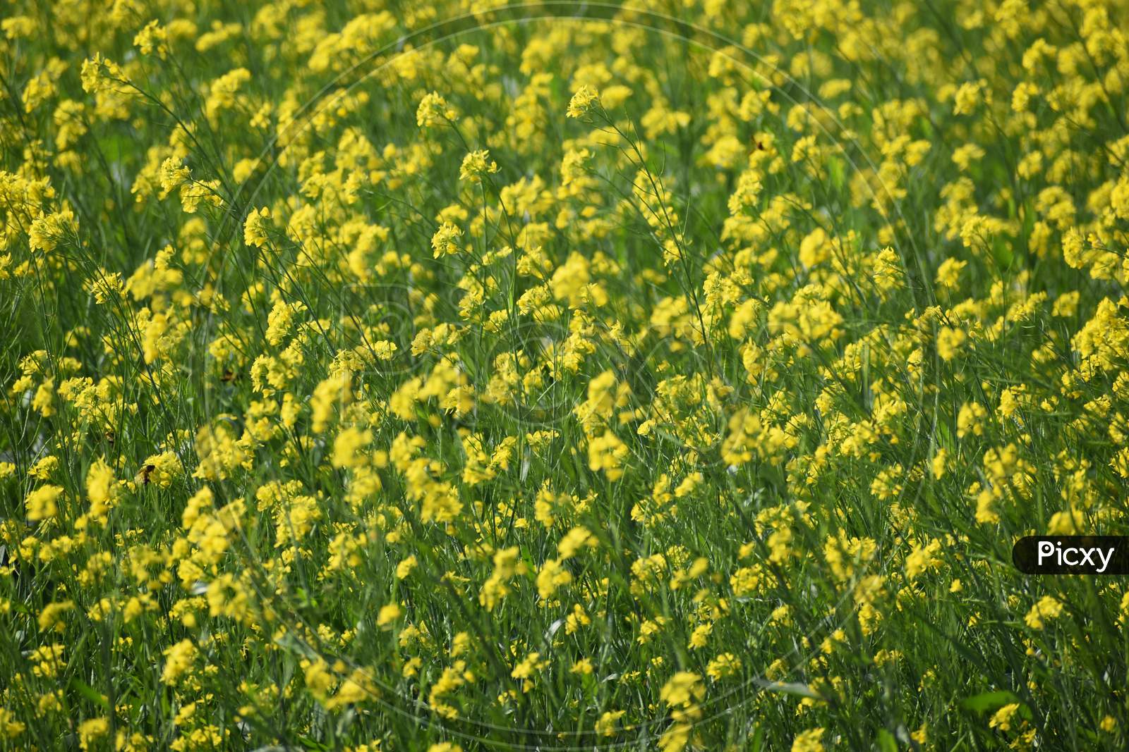 Mustard Field With Yellow And Green Colour In A Windy Day