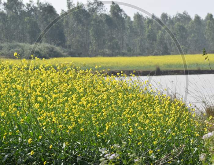Mustard Field Just Beside A Pond In A Village