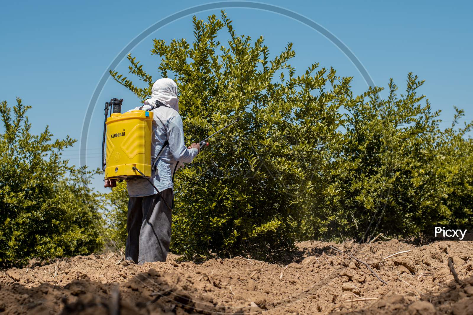 A farmer spraying pesticides using sprayer machine on the lemon trees