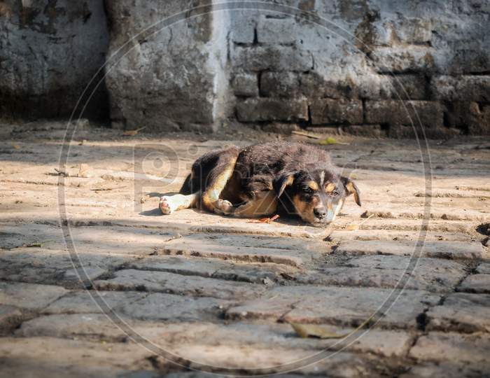 lonely street dog sleeping on the road
