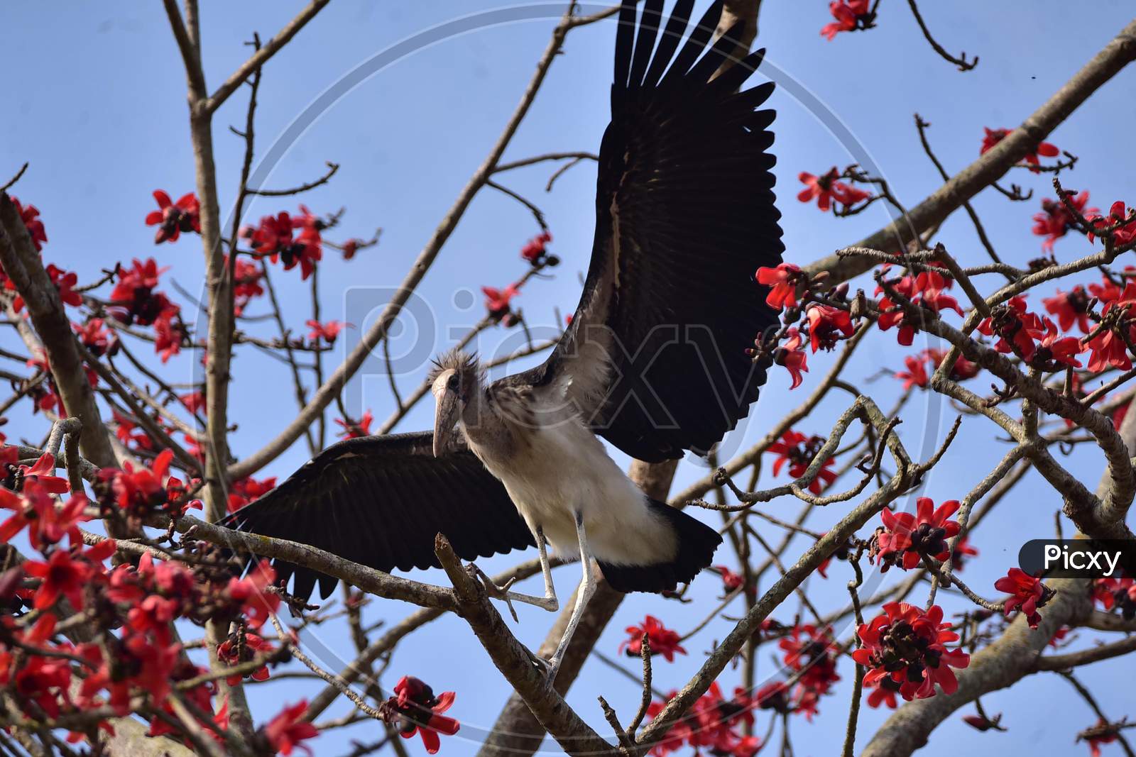 An Adjutant stork, an endangered bird, rests near its nest atop a tree in full bloom in Nagaon District of Assam