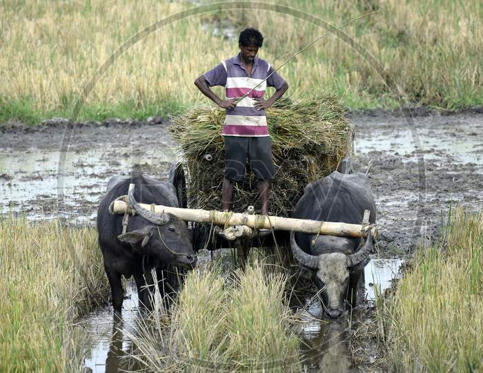Buffalo cart carry harvest in morigaon