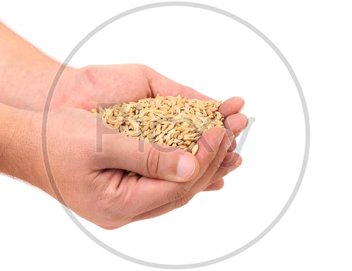 Handful Of Wheat Grain. Isolated On A White Background.