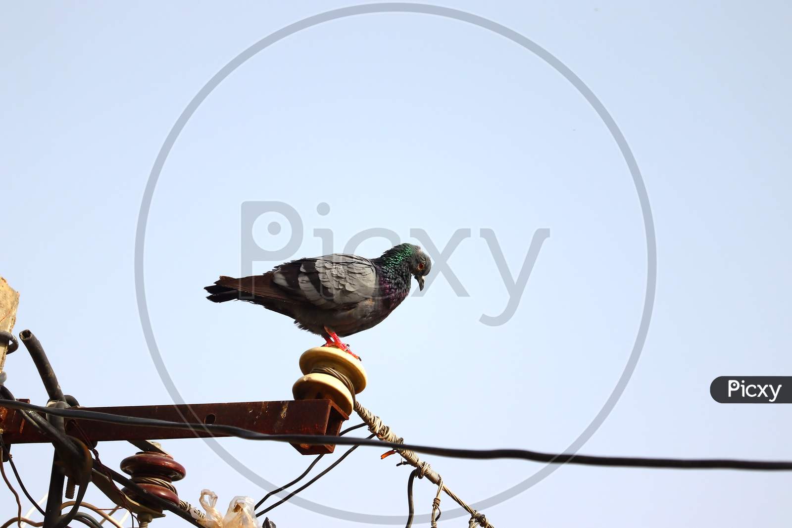 pigeon standing on pole of electricity power