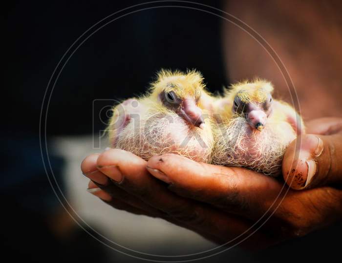 baby pigeon in a man hand