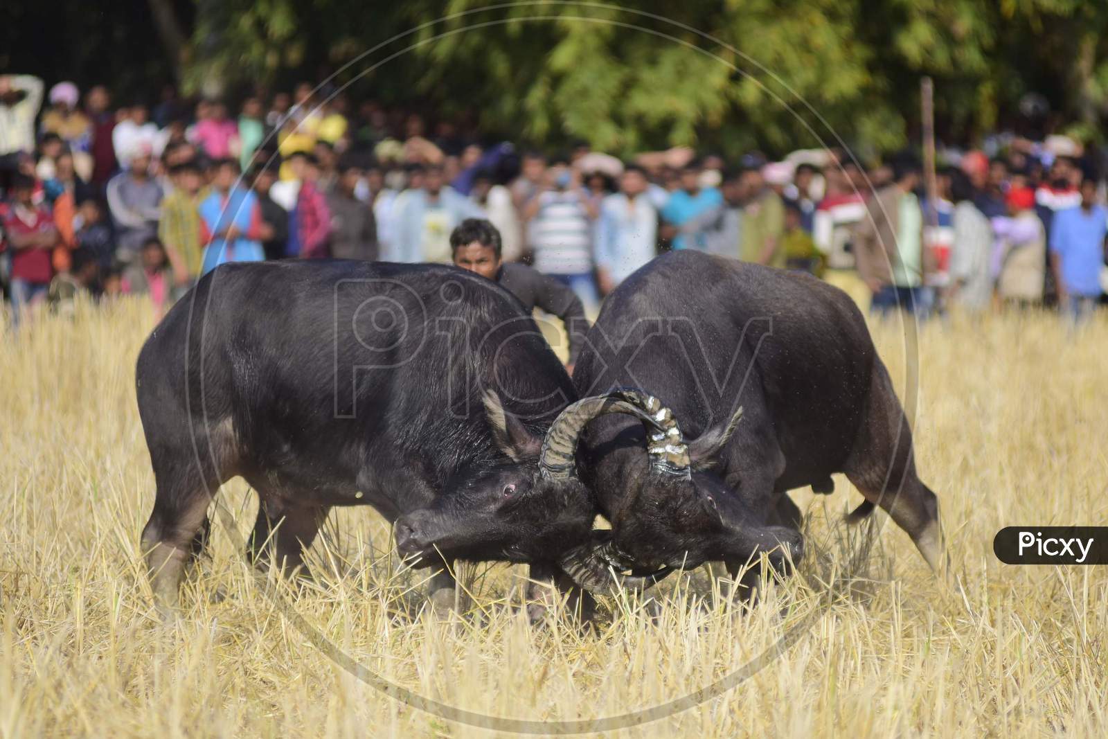A pair of buffalos lock horns during a traditional buffalo fight held as part of Magh Bihu festivities at Ahatguri in Morigaon District of Assam