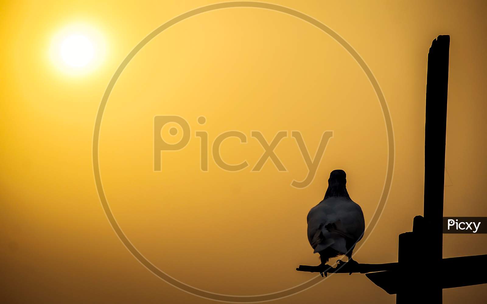 silhouette of a pigeon on black background