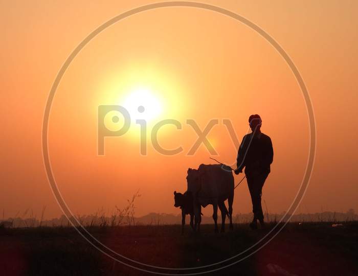 Silhouette Of a Man Taking Cow For Grazing Over a Sunset