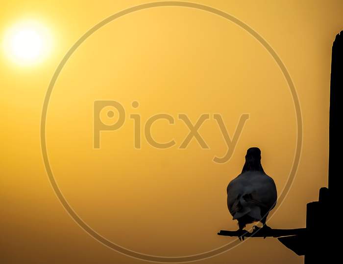 silhouette of a pigeon on black background