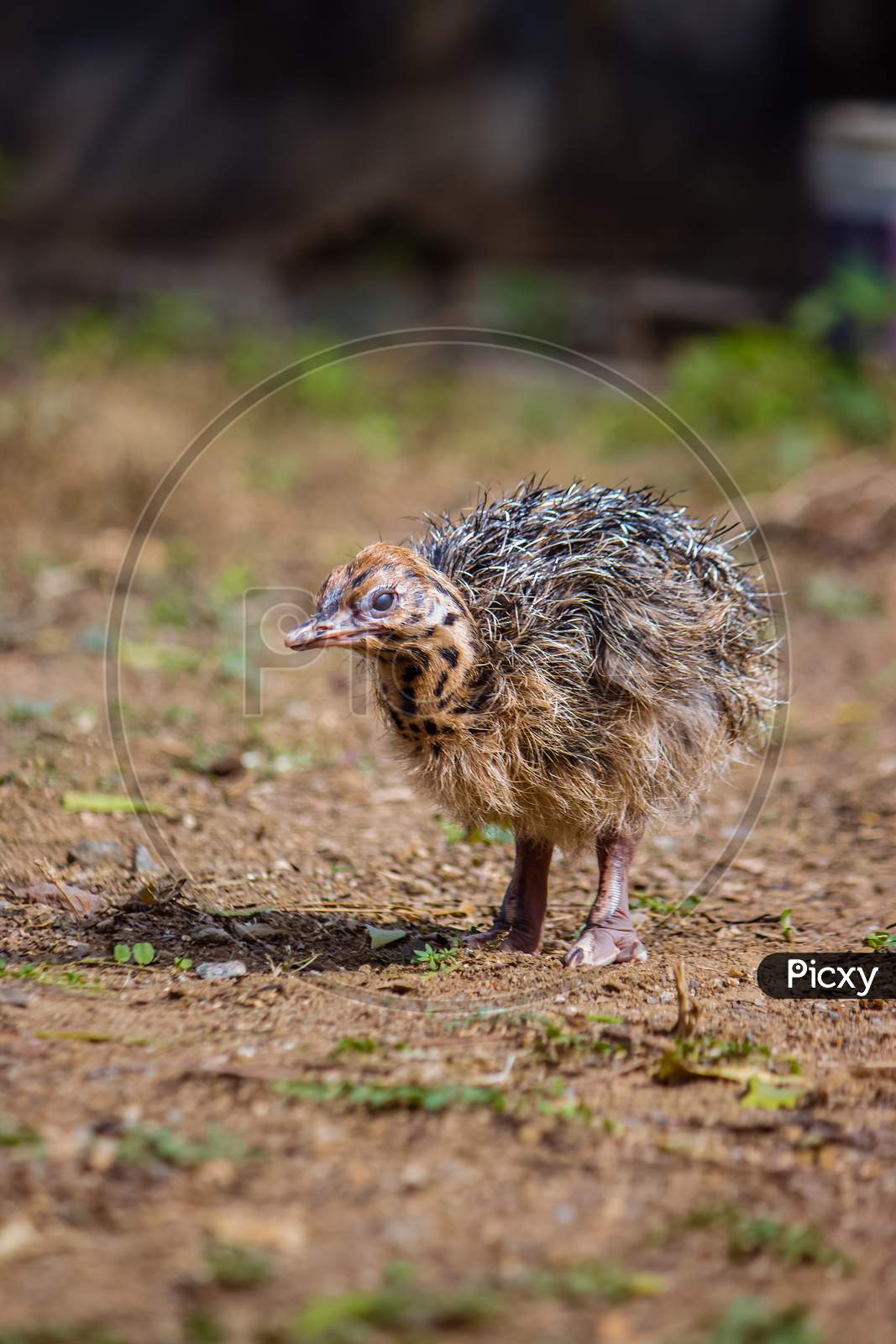 Baby Ostrich Stand Solo And Searching Its Mother Ostrich On Forest. World Larges Bird Ostrich .Baby Ostrich Portrait Close Up