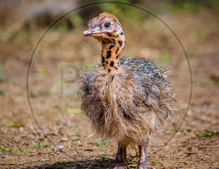 Baby Ostrich Portrait .Solo Baby Ostrich Stand On Forest .World Larges Bird Ostrich .Baby Ostrich Portrait Close Up