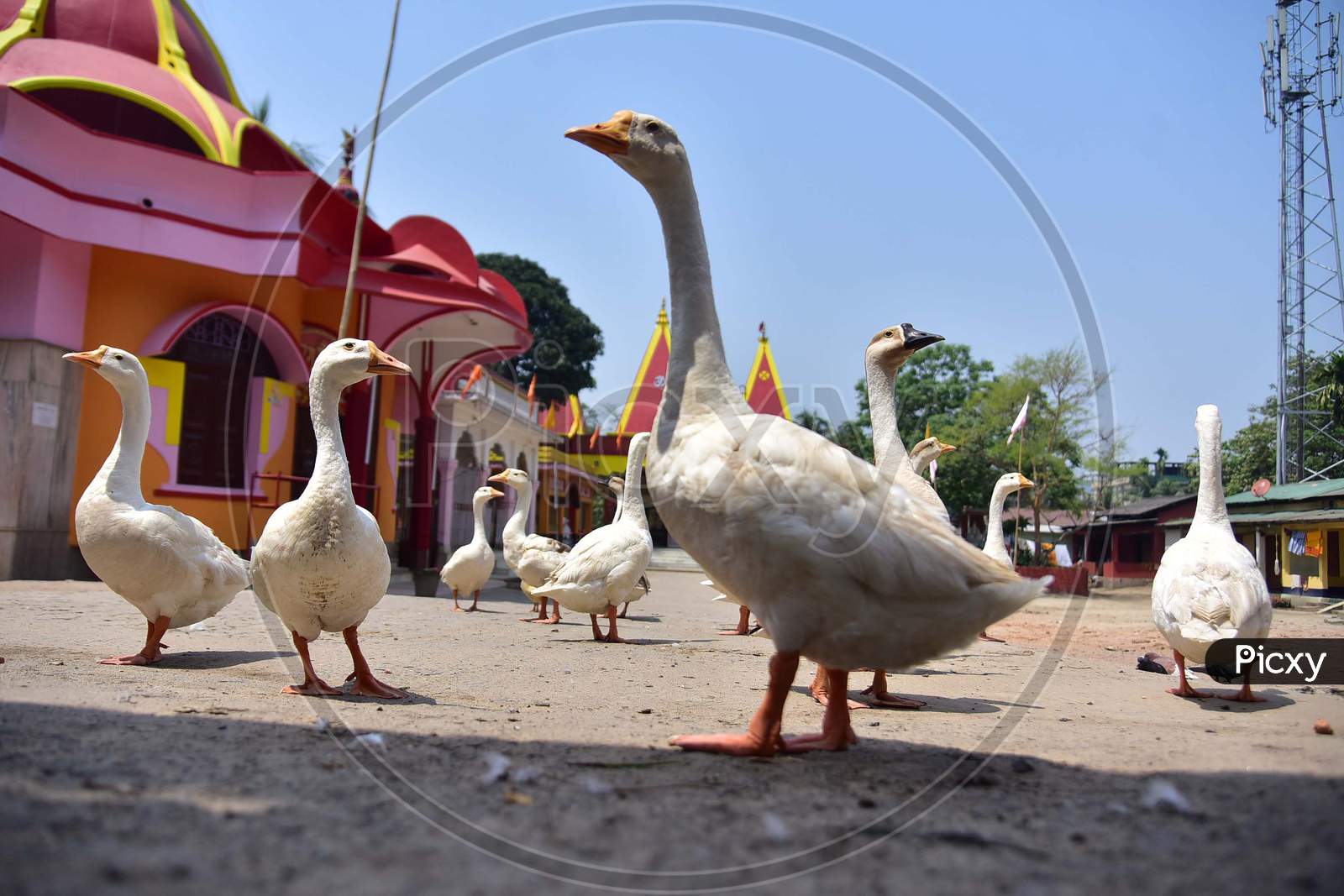 A Flock Of Geese Seen At A Temple During Nationwide Lockdown, As A Preventive Measure Against The Covid-19 Coronavirus, In Nagaon District Of Assam On April 03,2020