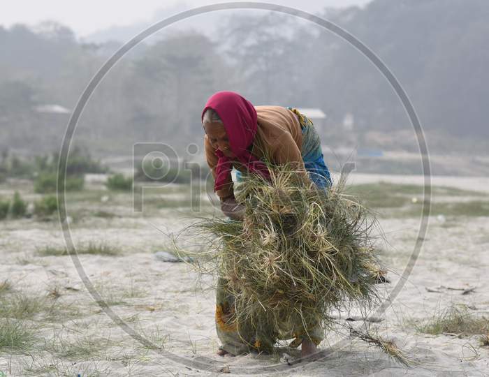 A Woman carries grass to feed his cattle, on the banks of the river Brahmaputra in Guwahati