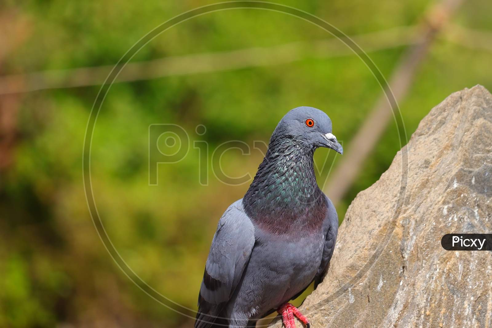 Pigeon Dove Bird