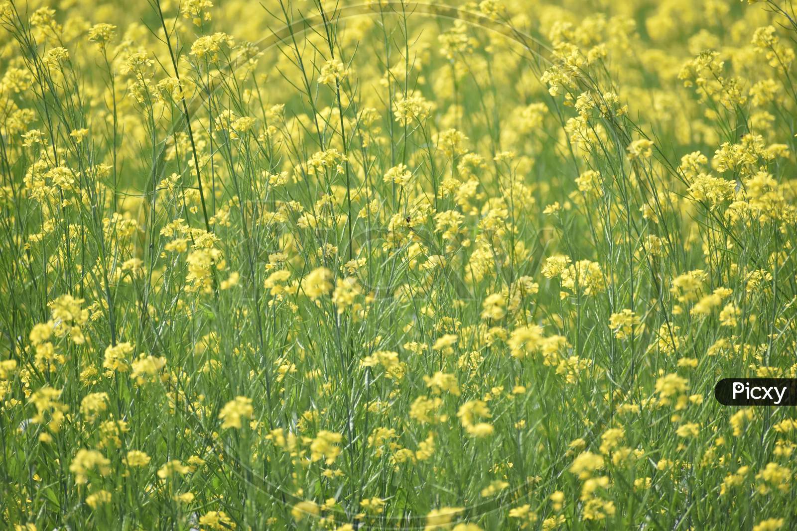 Yellow And Green Mustard Field In A Windy Day