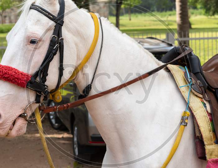 An ornate white horse is ready to take the rider
