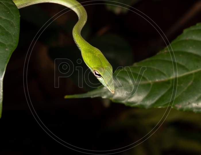 Green Vine Snake With Black Background