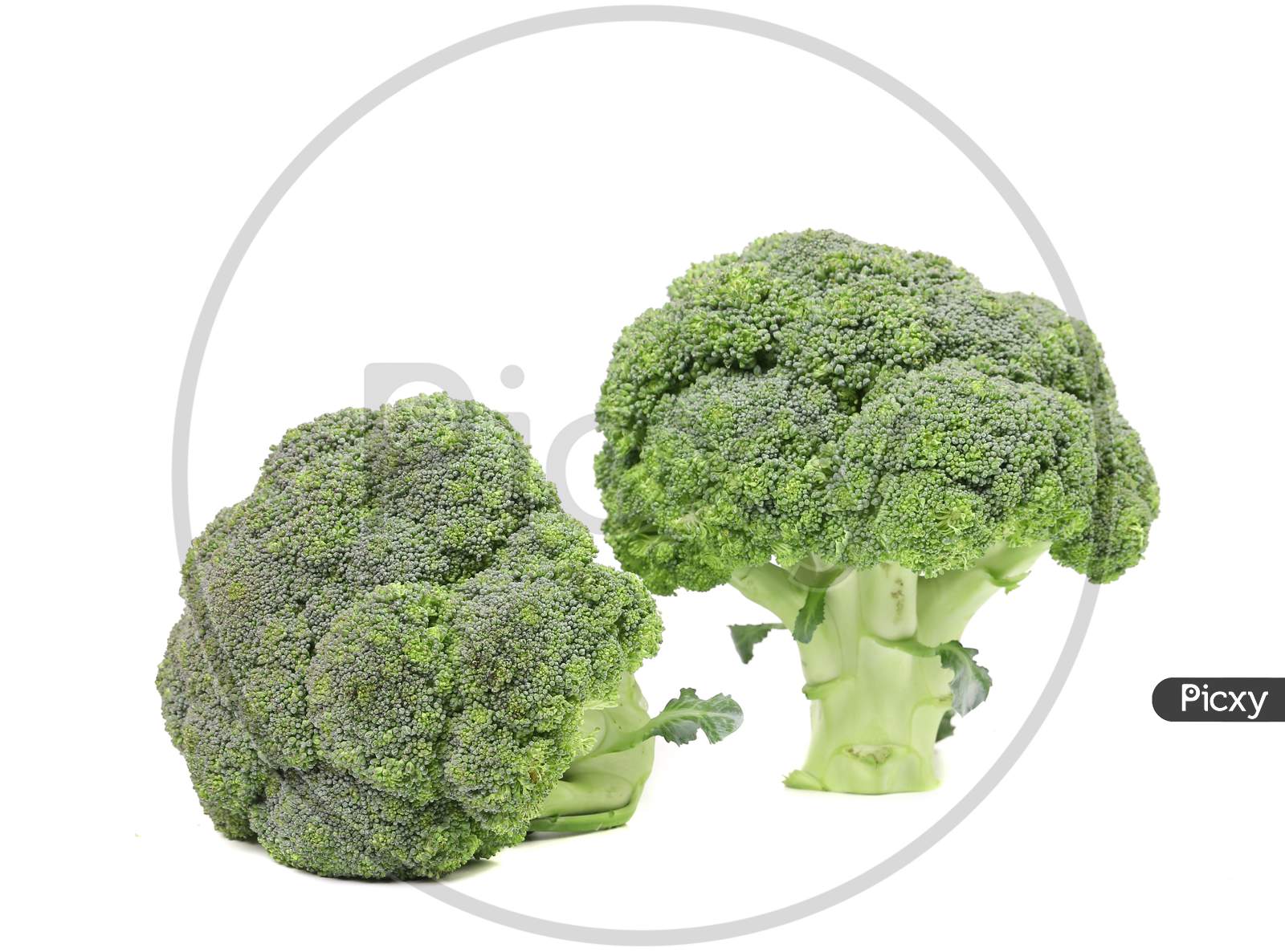 Two Fresh Broccoli Close Up. Isolated On A White Background.