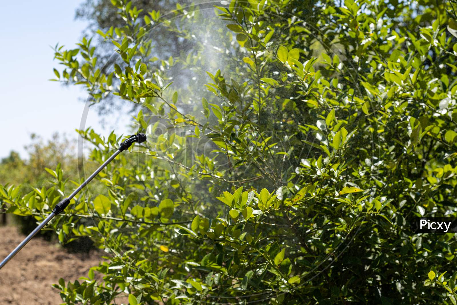 A farmer spraying pesticides using sprayer machine on lemon trees
