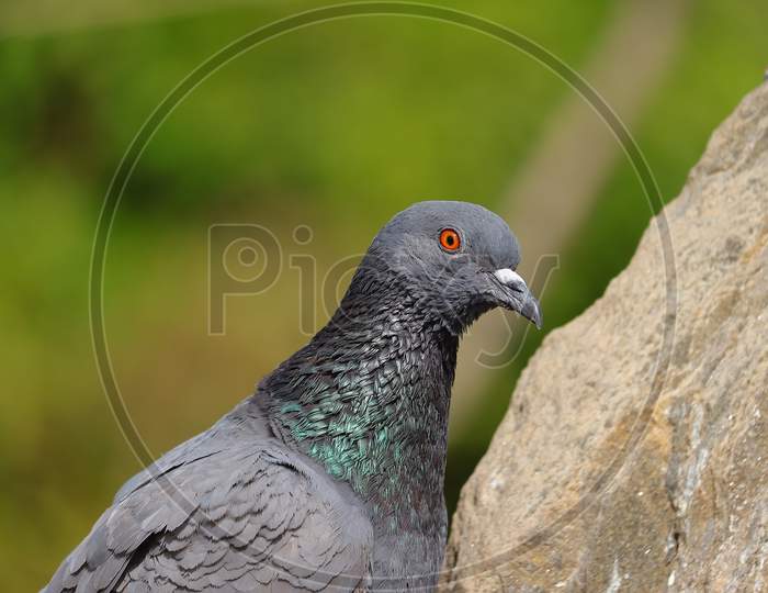 Portrait Of Pigeon Bird