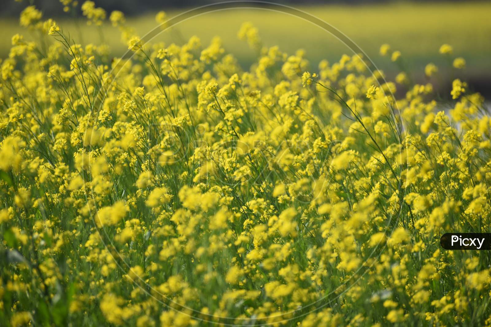 Closeup Of A Mustard Field In A Windy Morning