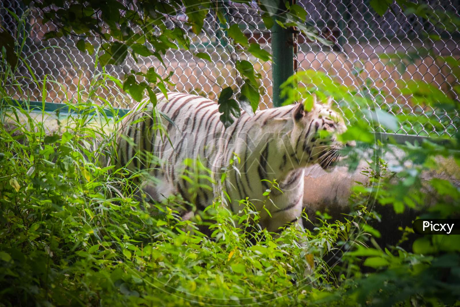 indian white tiger in a forest
