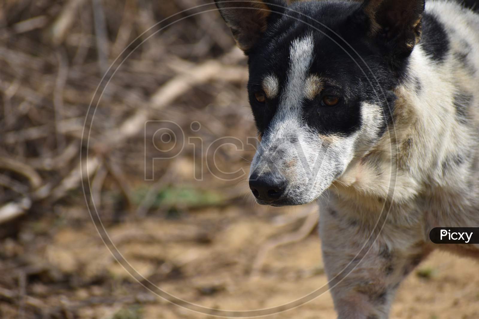 Closeup Of Face Of A Beautiful Black And White Indian stray Dog