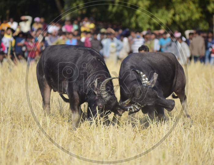 A pair of buffalos lock horns during a traditional buffalo fight held as part of Magh Bihu festivities at Ahatguri in Morigaon District of Assam