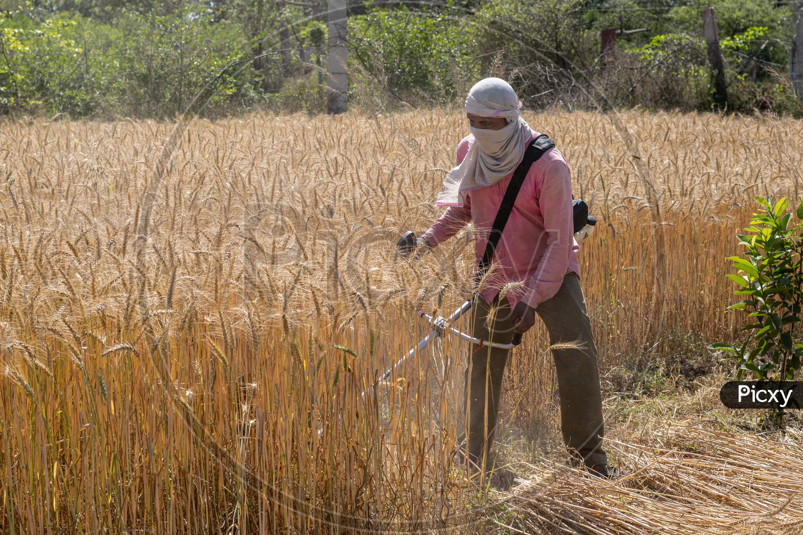 Harvesting of wheat crop using a harvesting machine