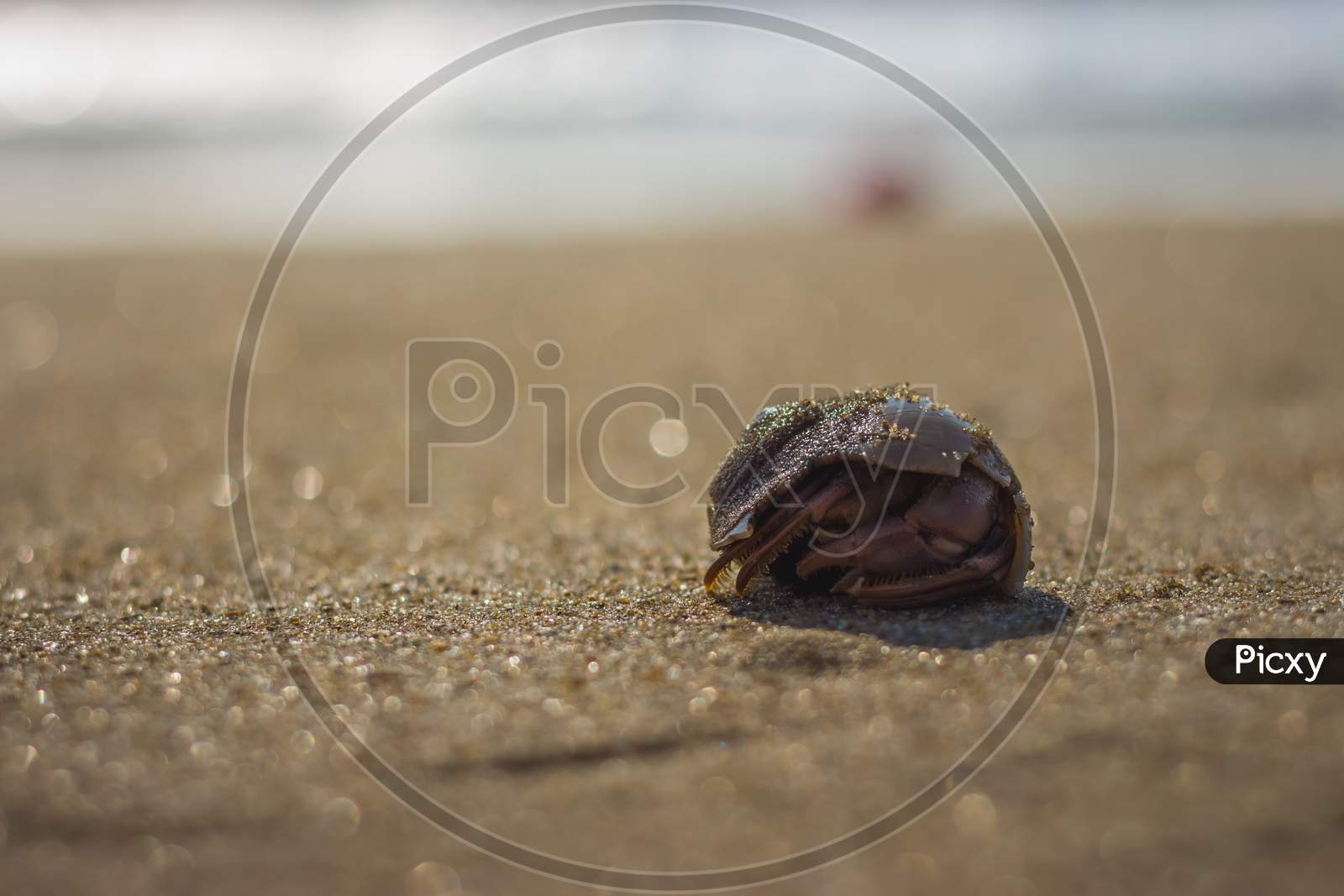 Little Hermit Crab On Beach Sand Waves. Hermit Crab Hiding Inside Of Shell