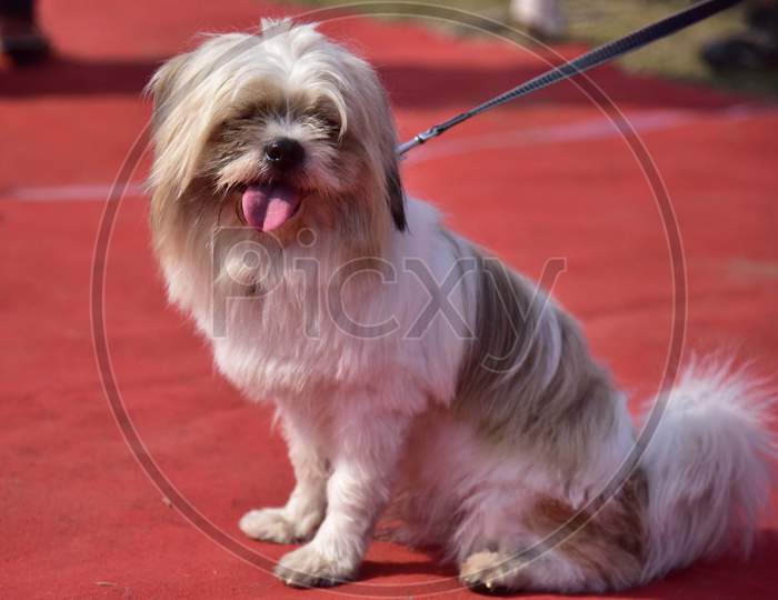 Dog Lovers With Their Dogs  show in Guwahati