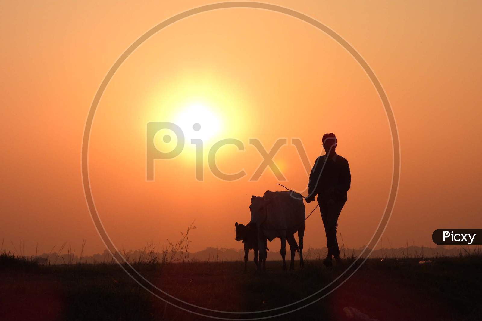 Silhouette Of a Man Taking Cow For Grazing Over a Sunset