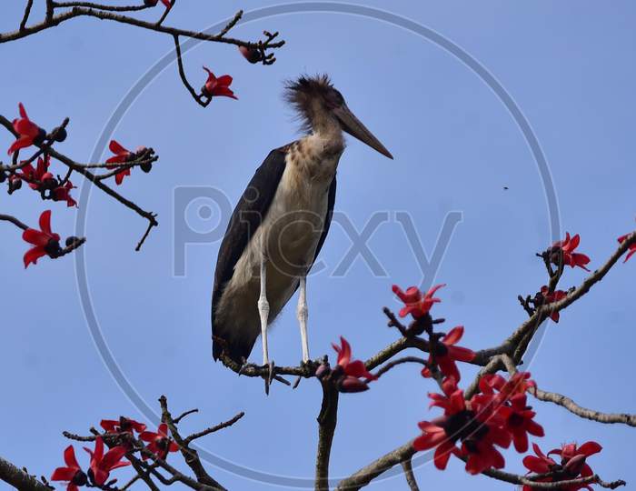 An Adjutant stork, an endangered bird, rests near its nest atop a tree in full bloom in Nagaon District of Assam