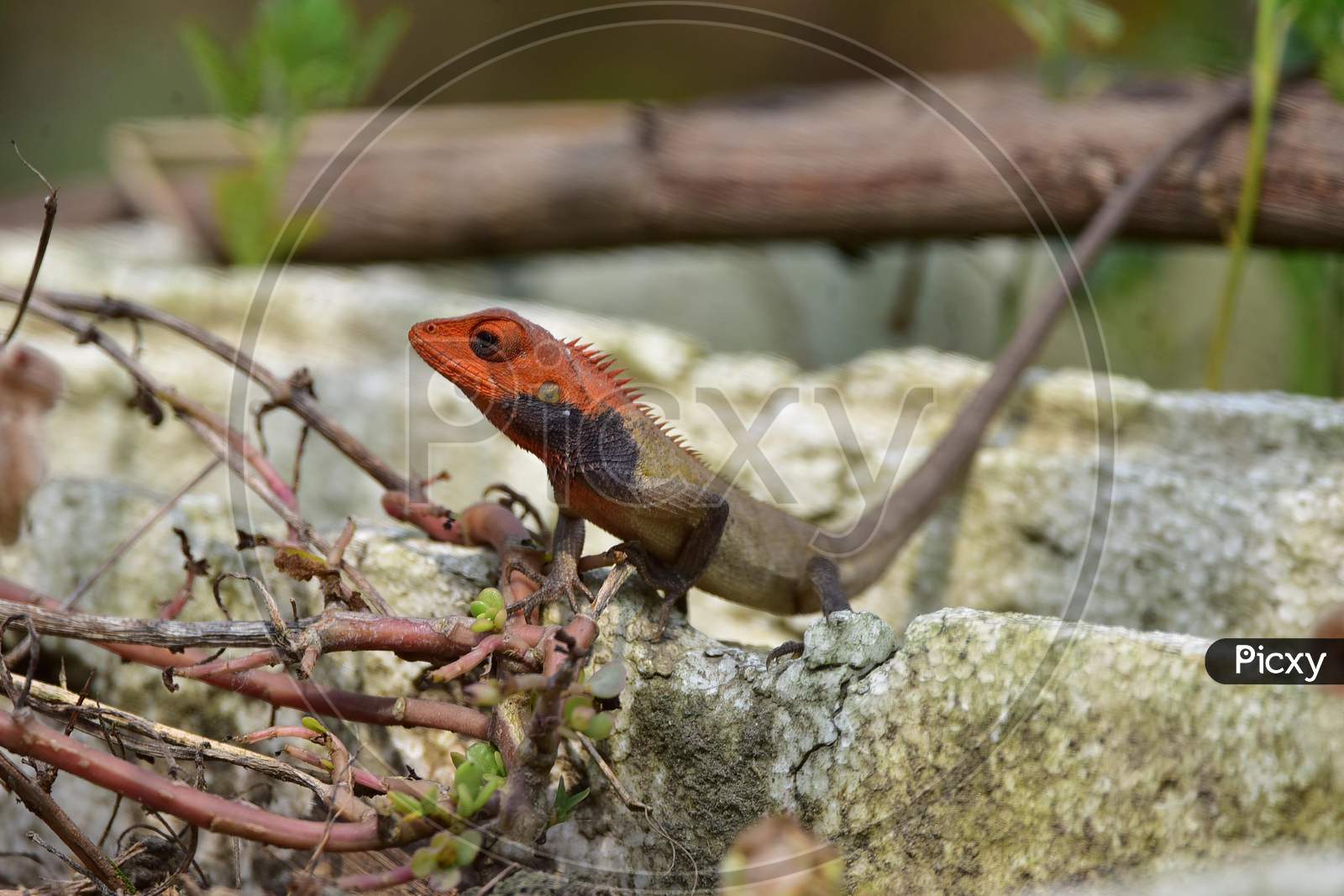 An oriental garden lizard  in Assam